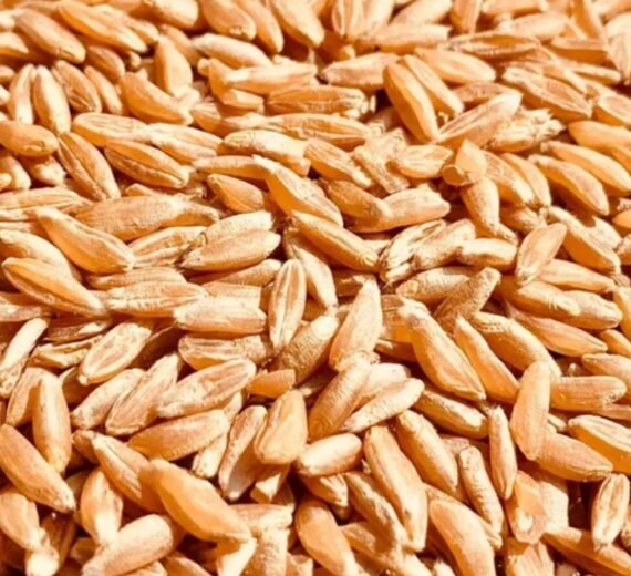 KHAPLI WHEAT - 50KG